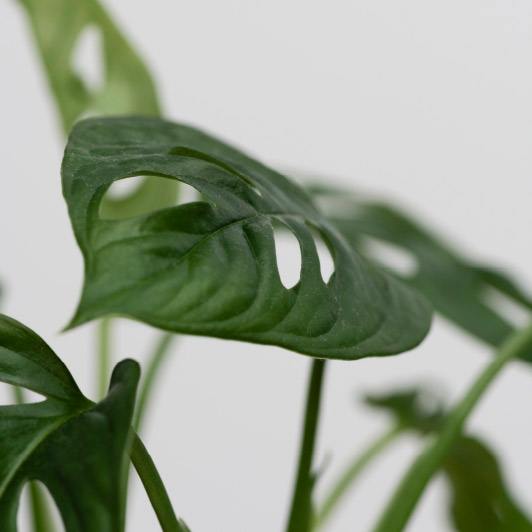 Imagen para representar "Mentorías creativas: germinar, regar y florecer". Aparece una planta.