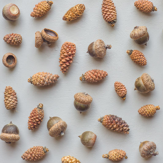 Imagen para representar "Mentorías creativas: plantar semillas". Aparecen piñas y bellotas.
